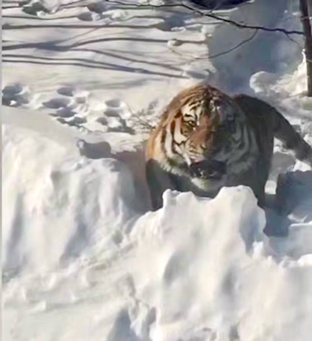 whatsapp image 2025 03 14 at 17.26.36